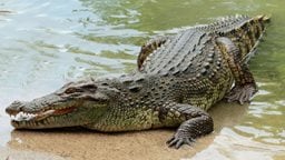 How do Crocodiles breathe underwater?