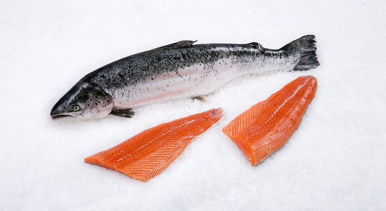سمك سلمون أو سالامون ، Salmon 