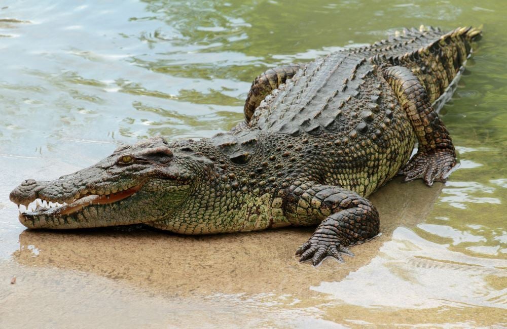 How do Crocodiles breathe underwater?