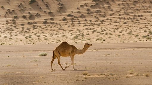 Amazing Facts you didn't know about Camels