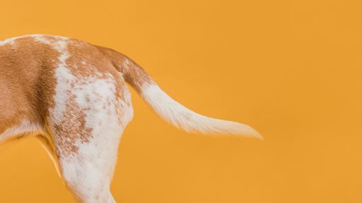 How to Interpret Movements of Dog's Tail