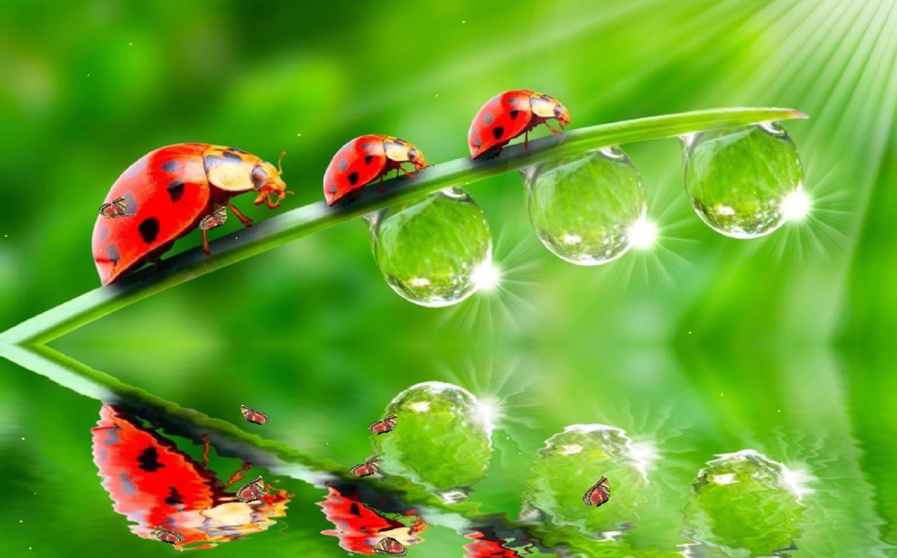 Beautiful and colorful Lady bird wallpapers