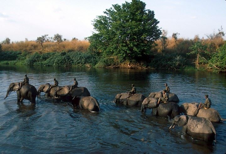 Garamba National Park: One of Africa's oldest national parks, it was designated a UNESCO World Heritage Site in 1980.