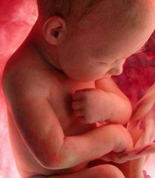 An amazing video showing the baby's journey in his mother's womb