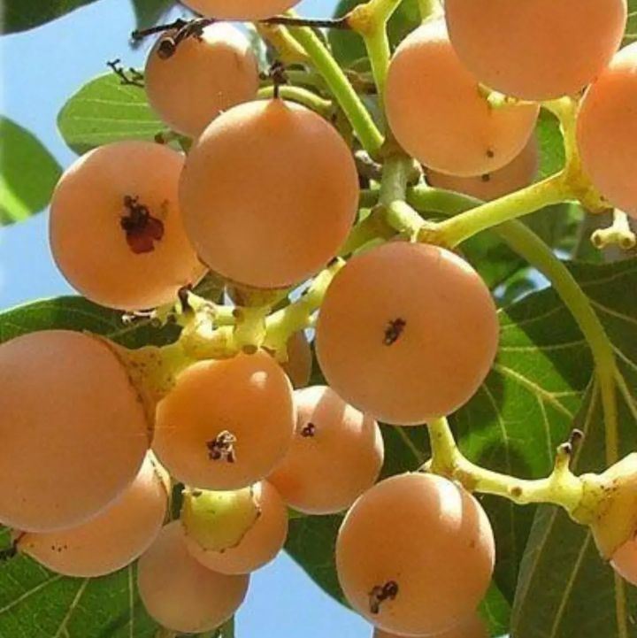 معلومات لا تعرفها عن شجرة البمبر واهمية الفاكهة نفسها