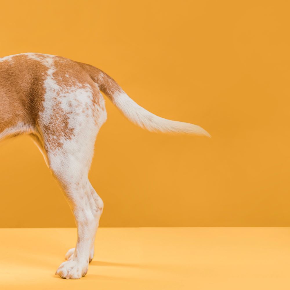 How to Interpret Movements of Dog's Tail